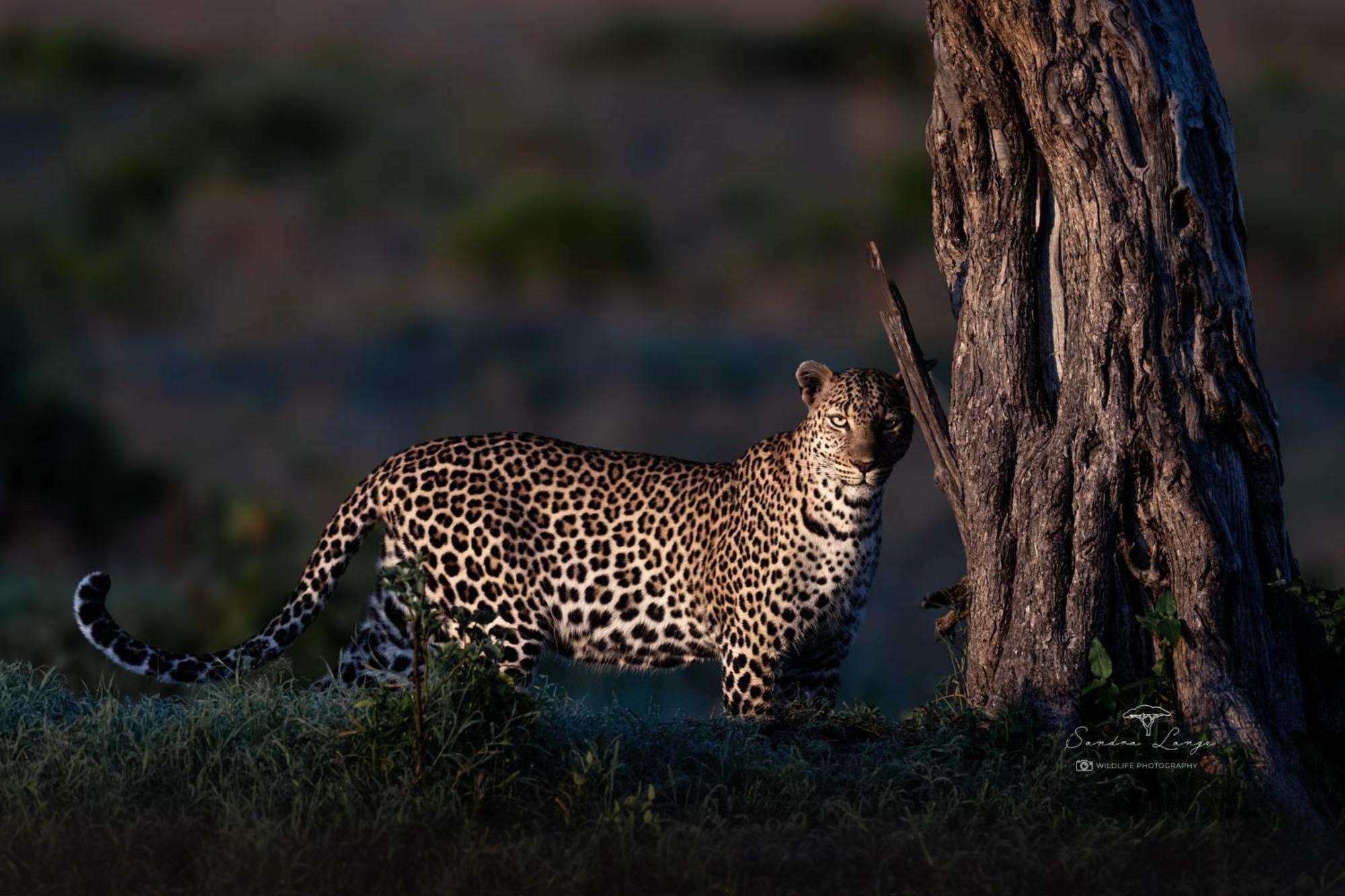 Olkinyei Mara Tented Camp Talek Eksteriør bilde